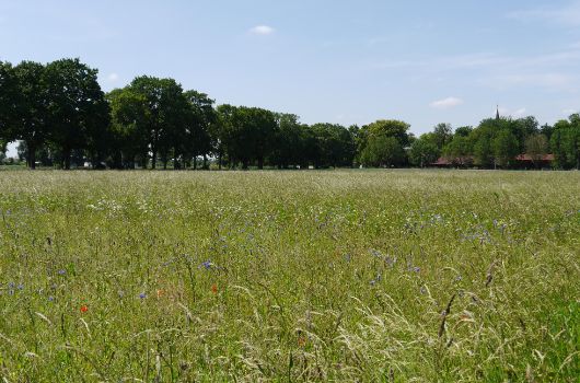 Ökologische Ausgleichsflächen Freiham Süd Wiese mit Allee
