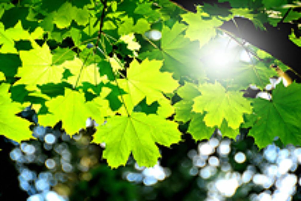 Grüne Blätter mit Sonnenstrah