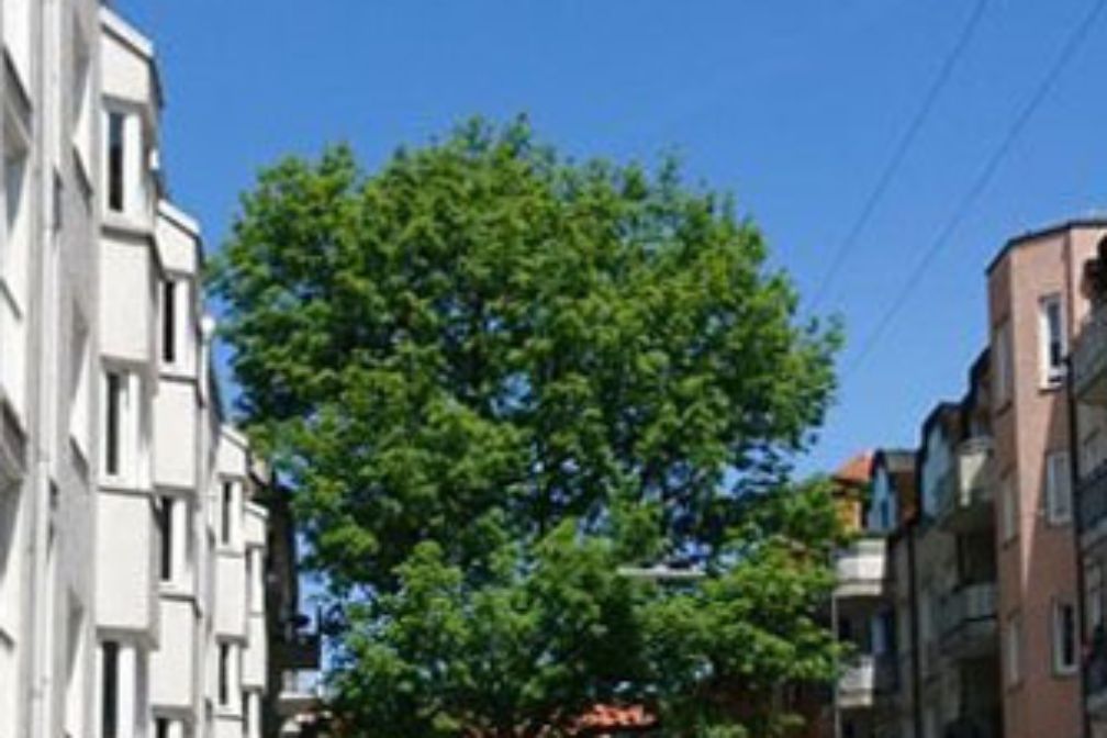 Esche Reitmorstraße