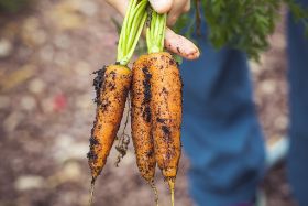Karotten aus dem eigenen Hochbeet