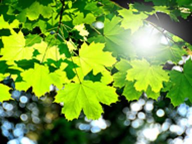 Grüne Blätter mit Sonnenstrah