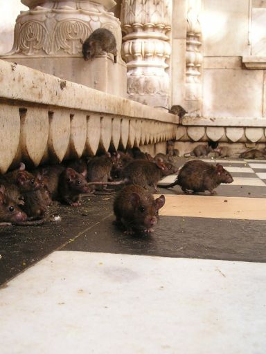 Ratten.