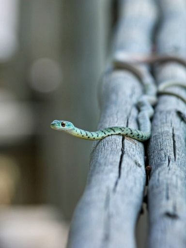 Exotische Schlange auf einem Baumstamm