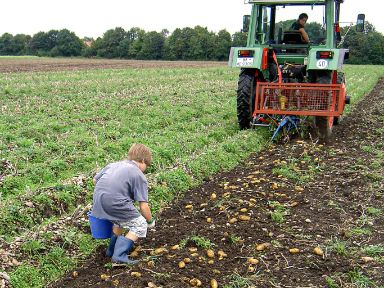 Kind läuft hinter dem Traktor her und sammelt die Kartoffeln vom Boden auf.