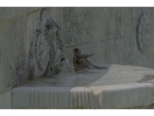 Drossel in einem Wasserbecken der Kaskadenanlage im Ostfriedhof